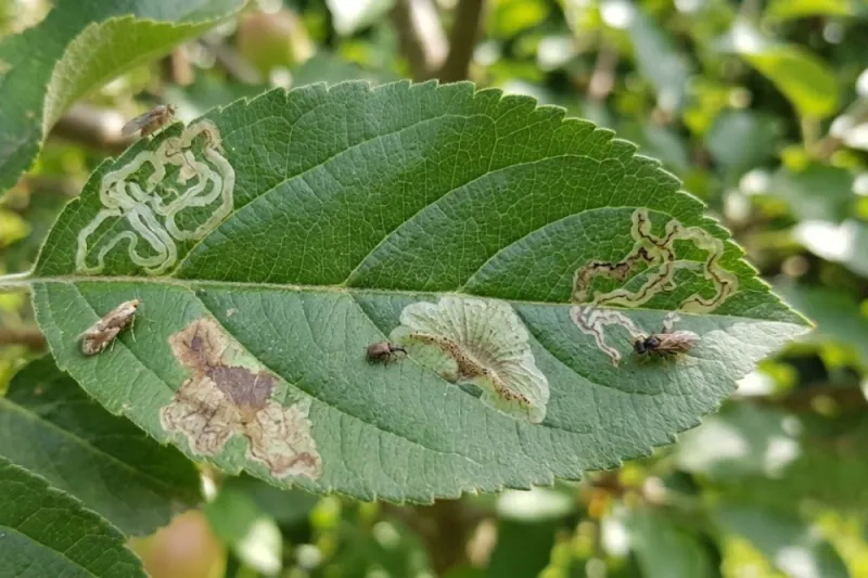 Leafminer Damage Versus Drought And Disease Symptoms Leafminer Damage Versus Drought And Disease Symptoms