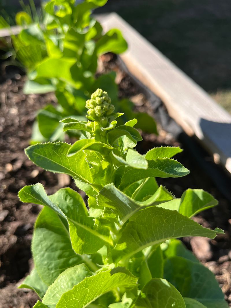 Leafy Lettuce Blooms Into A Bonus Crop