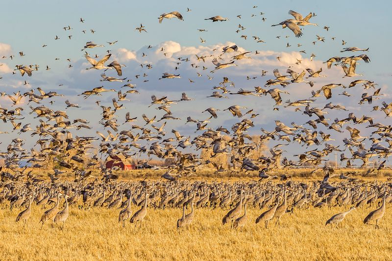 Learn Crane Migration Timing Learn Crane Migration Timing