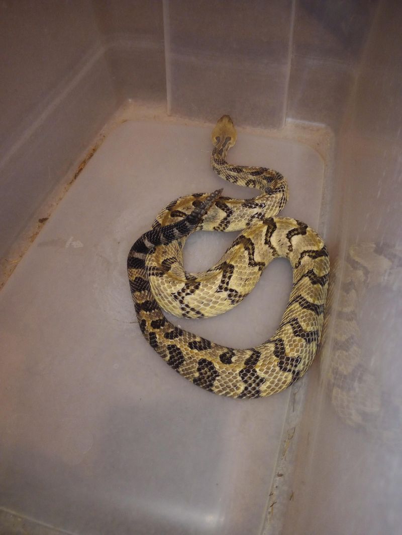 Learn How Mountain And Swamp Snakes Differ