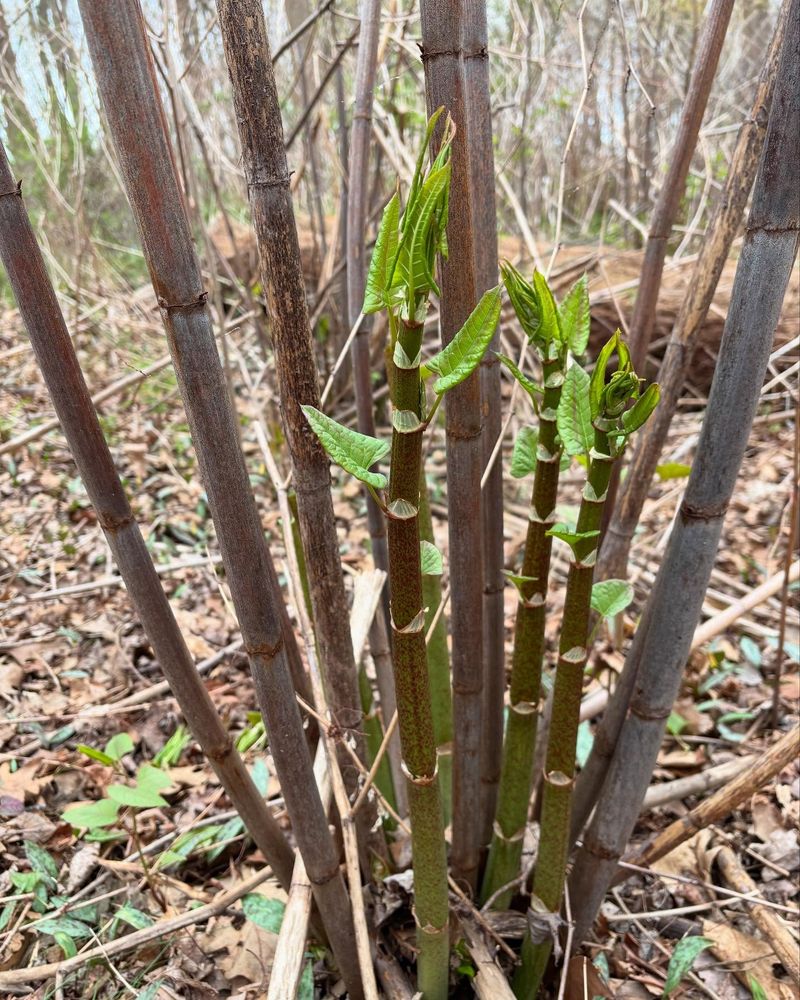 Learn To Recognize Japanese Knotweed