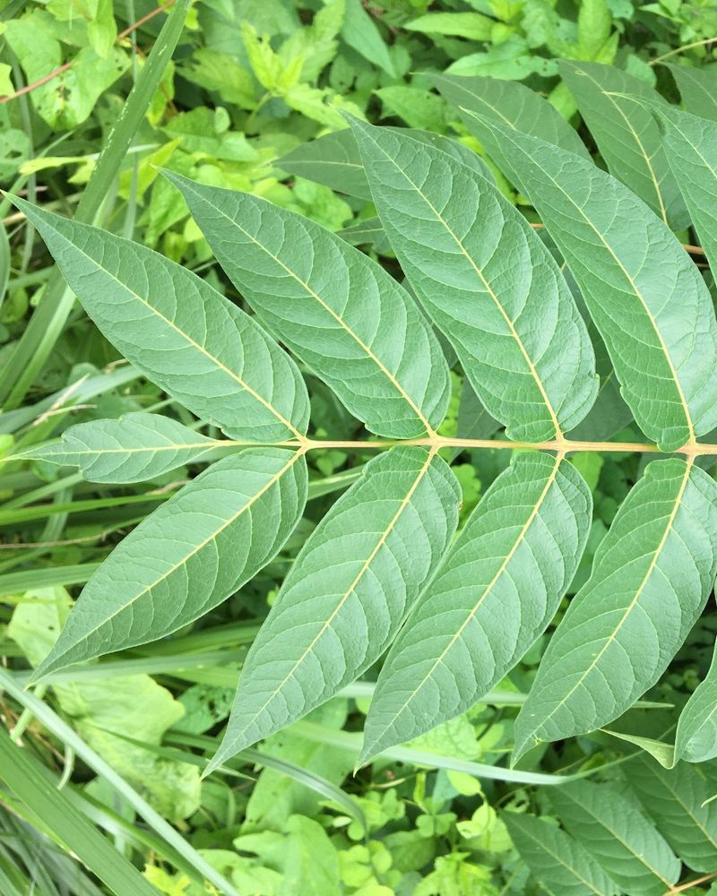 Learn To Recognize Tree Of Heaven Growing Near Your Property Learn To Recognize Tree Of Heaven Growing Near Your Property