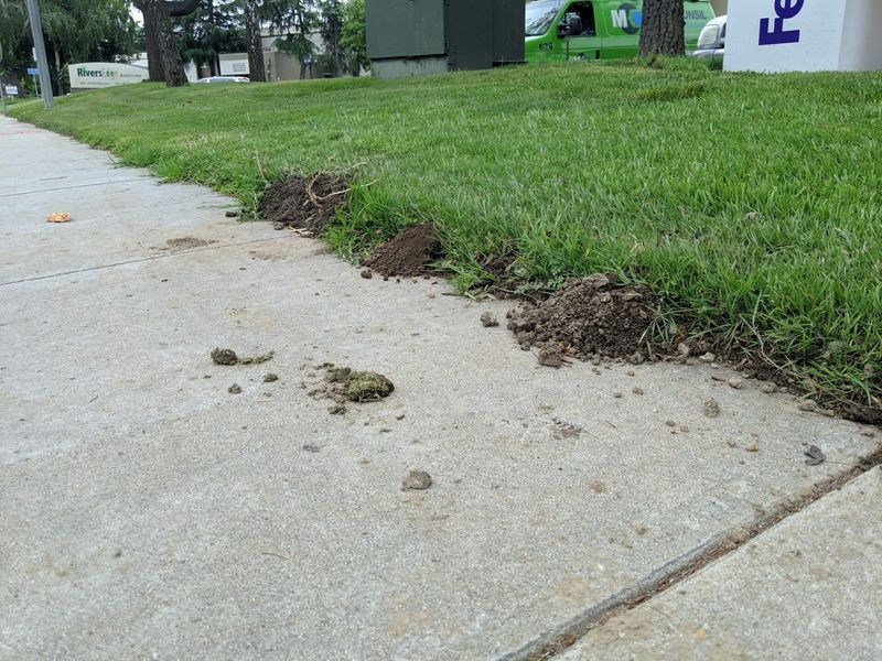 Learn To Tell Mole Damage From Other Lawn Problems Learn To Tell Mole Damage From Other Lawn Problems