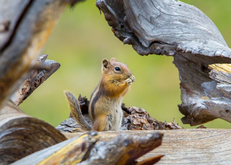 Least Chipmunk Carries A Small Body And An Enormous To-Do List Least Chipmunk Carries A Small Body And An Enormous To-Do List