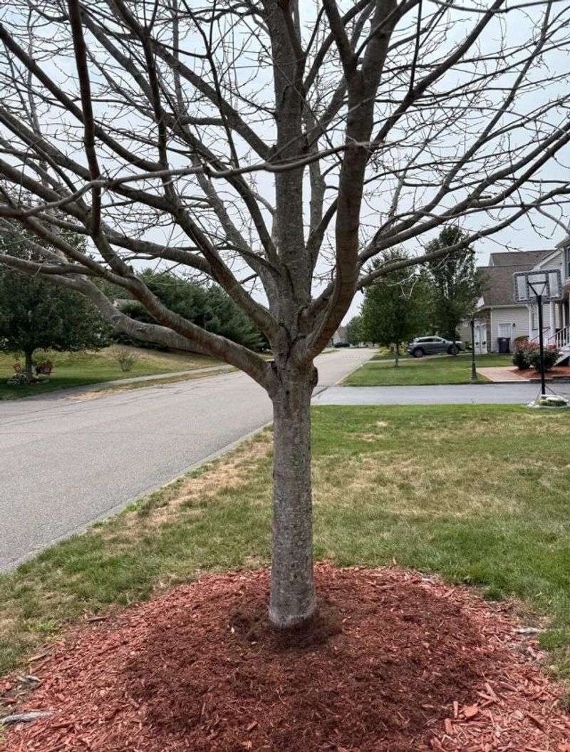 Leave A Clear Ring Around Every Trunk