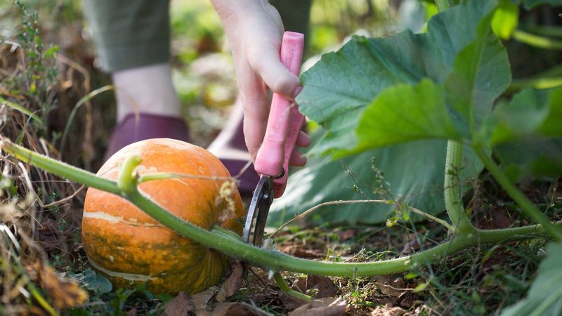 Leave A Healthy Stem Attached Leave A Healthy Stem Attached