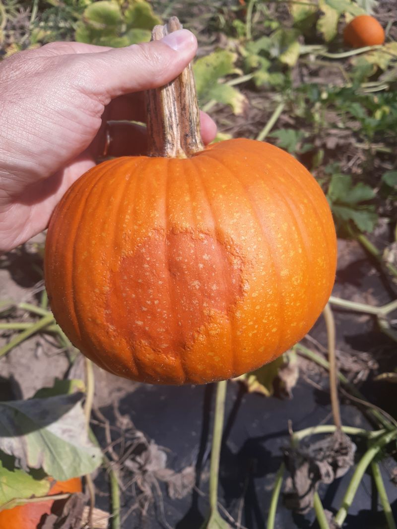 Leave A Short Stem On Each Pumpkin