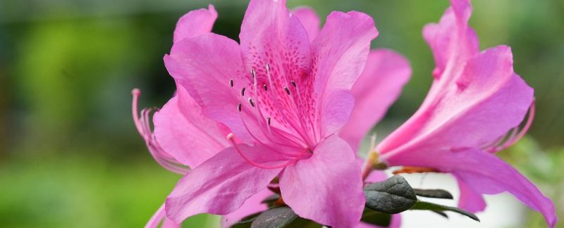 Leave Azaleas Alone Before Next Year’s Flower Buds Form