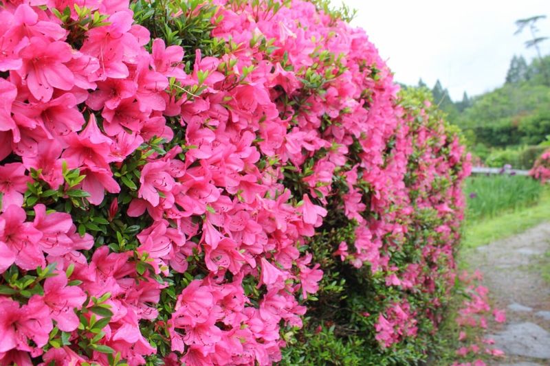 Leave Azaleas Completely Alone Until Spring
