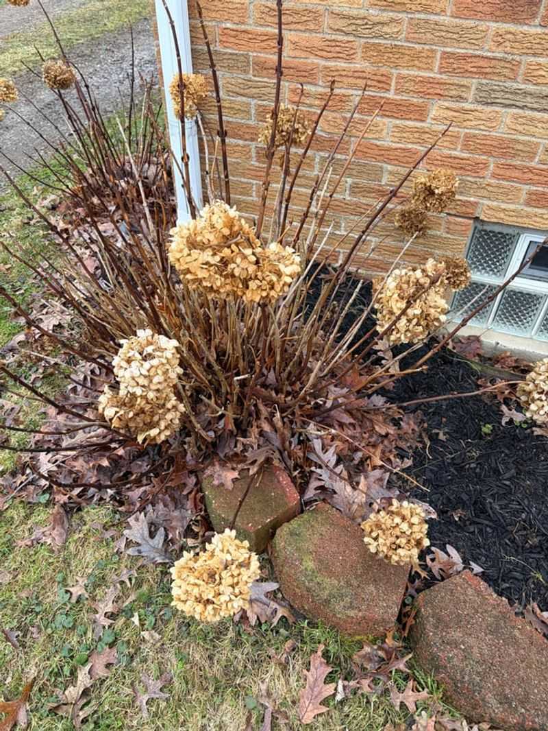 Leave Bigleaf Hydrangea Blooms Through Winter
