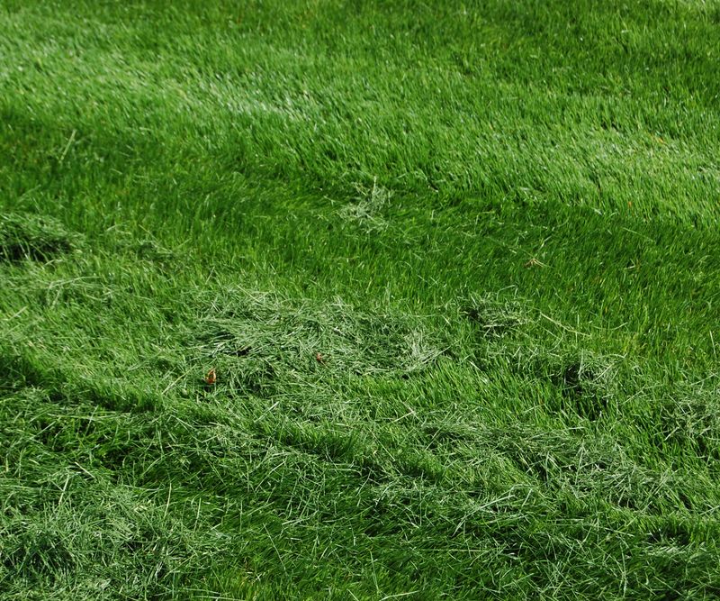 Leave Clippings Behind To Feed Your Lawn