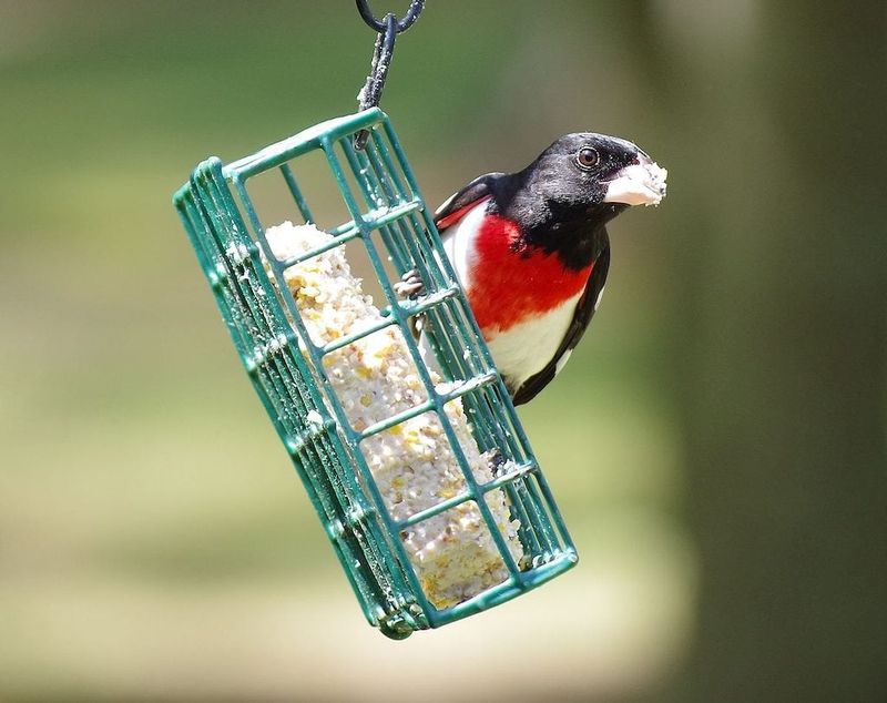 Leave Food And Cover Ready For The Next Arrival