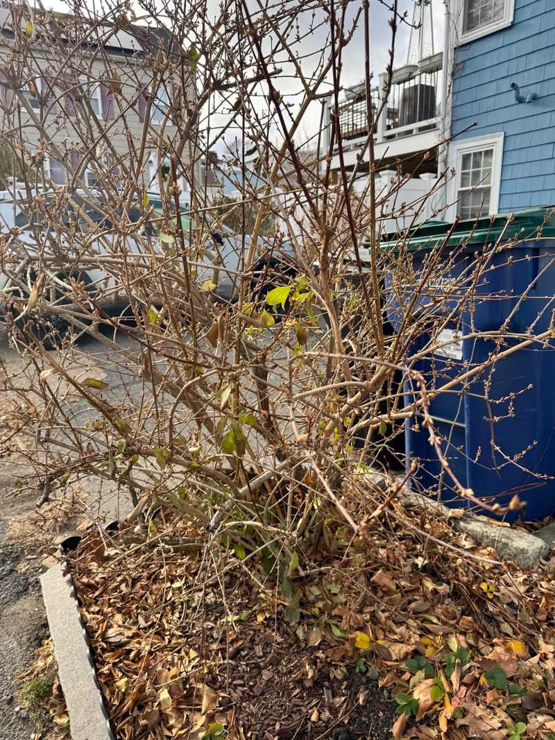 Leave Forsythia Alone To Protect Next Spring's Flowers Leave Forsythia Alone To Protect Next Spring's Flowers