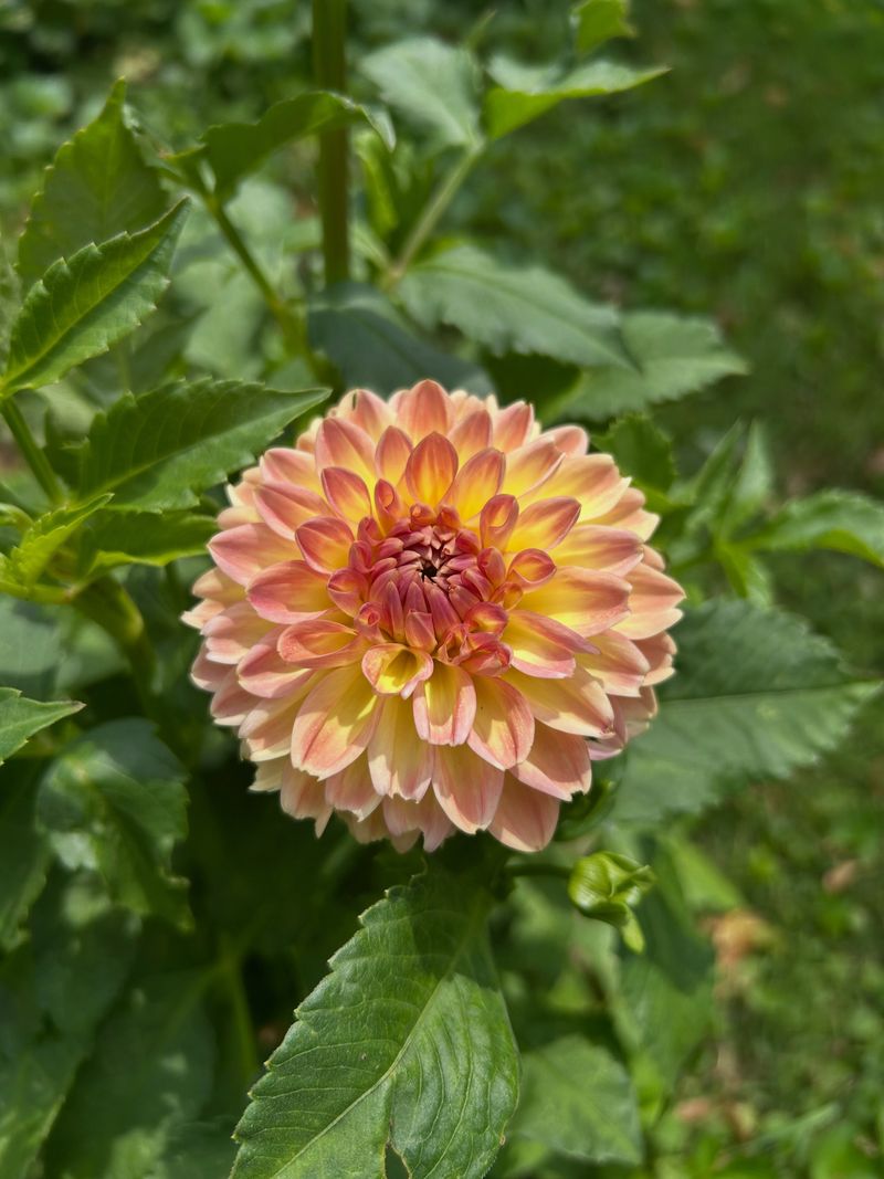 Leave Healthy Foliage In Place While Plants Are Still Growing