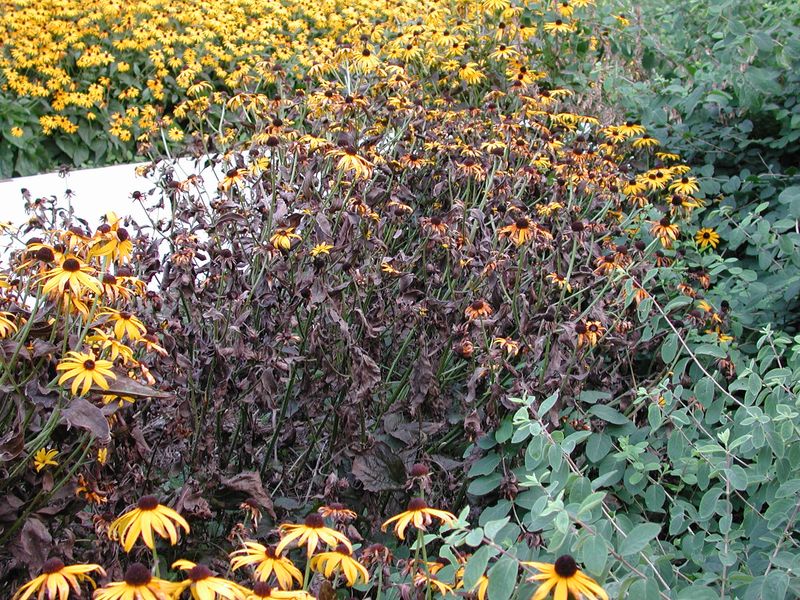Leave Healthy Foliage Until The Plant Is Done Using It Leave Healthy Foliage Until The Plant Is Done Using It