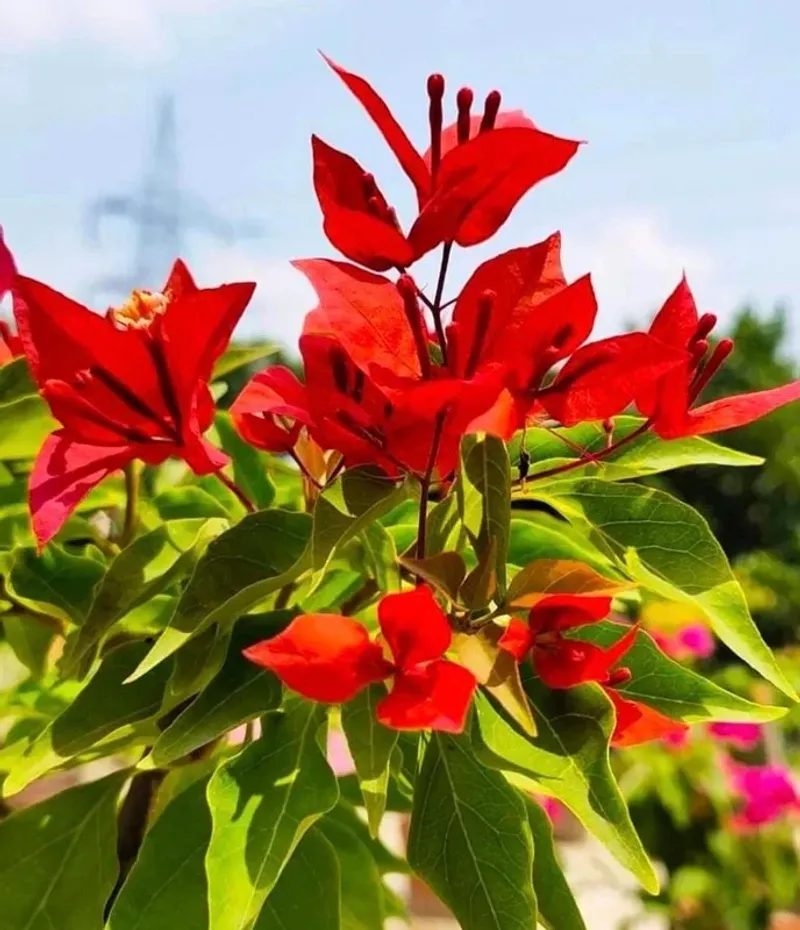 Leave Healthy New Growth Alone