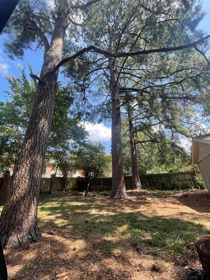 Leave Healthy Pines Alone Without Soil Test Results Leave Healthy Pines Alone Without Soil Test Results