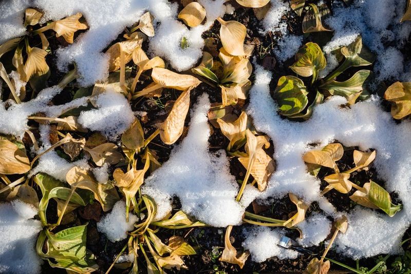 Leave Healthy Roots Undisturbed Through Winter