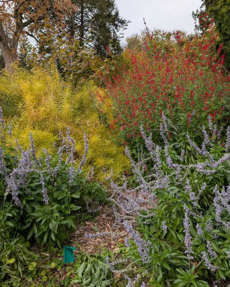 Leave Healthy Stems For Winter Interest