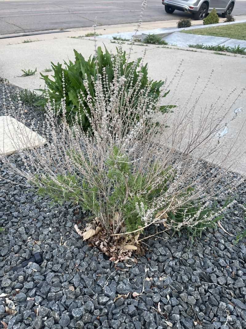 Leave Healthy Stems Through Winter Leave Healthy Stems Through Winter