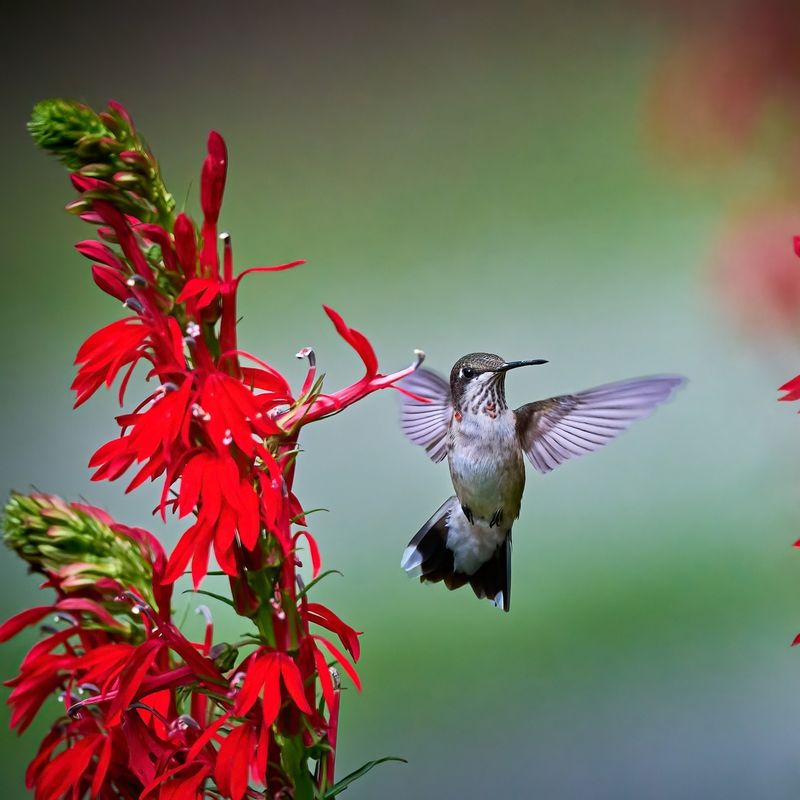 Leave Late Blooming Flowers Available For Natural Nectar