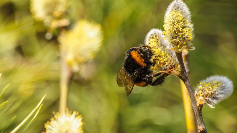 Leave Late Blooms For Hungry Bees