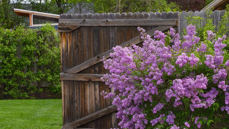 Leave Lilacs Alone Until After Spring Bloom
