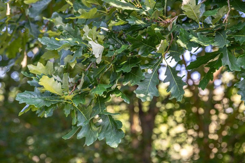 Leave Live Oaks Alone Unless They Actually Need Pruning