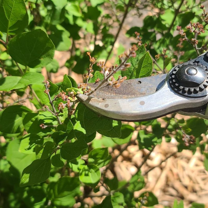 Leave Major Pruning Until After Spring Flowering Leave Major Pruning Until After Spring Flowering
