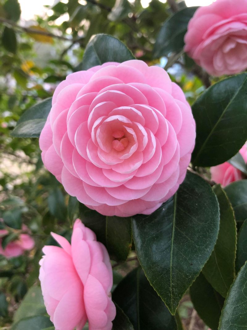 Leave Mature Camellias Alone Unless Problems Appear
