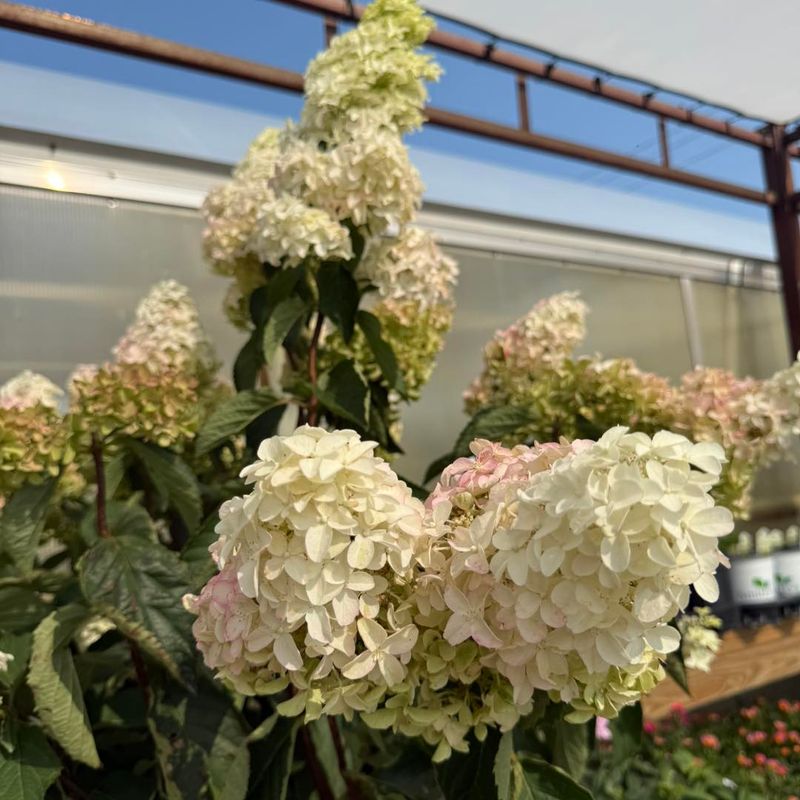 Leave Most Fading Blooms Alone