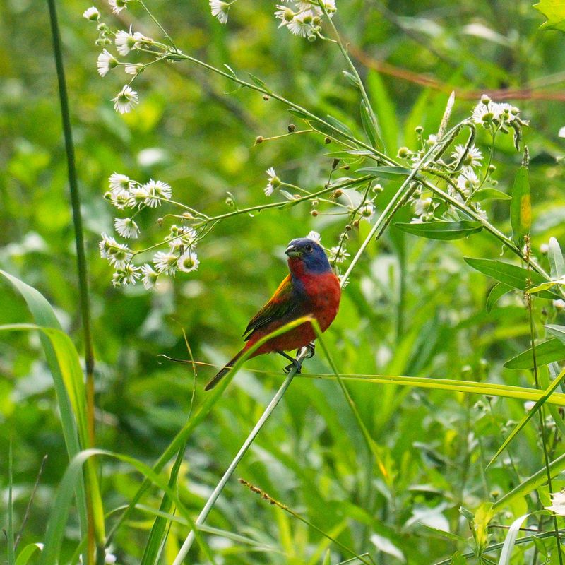 Leave Native Grasses Standing Through Fall