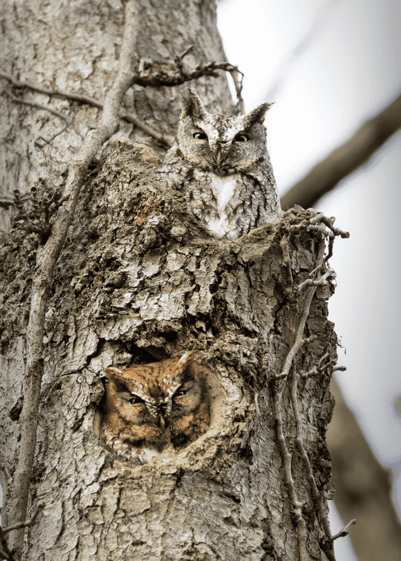 Leave Natural Cavities Alone When An Owl Is Using One