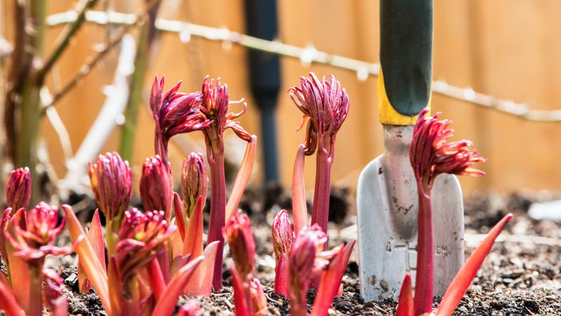 Leave Newly Planted Roots Undisturbed As They Settle In