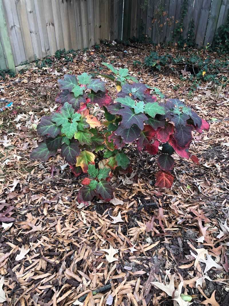 Leave Oakleaf Hydrangeas Alone After Summer Flowering Leave Oakleaf Hydrangeas Alone After Summer Flowering