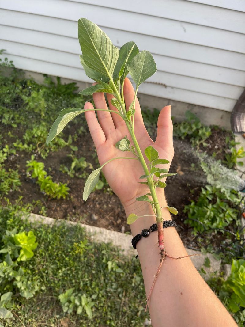 Leave Out Weeds With Seeds