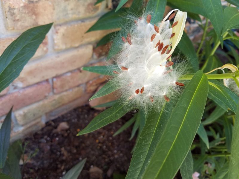 Leave Pods If You Want More Butterfly Weed Leave Pods If You Want More Butterfly Weed