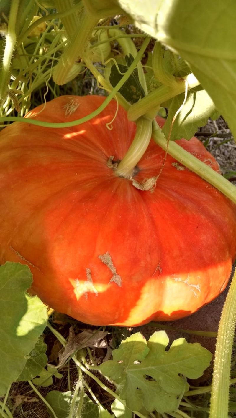 Leave Pumpkins On The Vine Until Their Color Deepens Leave Pumpkins On The Vine Until Their Color Deepens