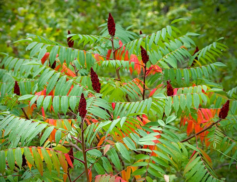 Leave Red Fruit Clusters For Hungry Birds