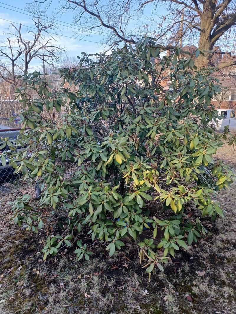 Leave Rhododendrons Untouched Before Their Spring Display Leave Rhododendrons Untouched Before Their Spring Display