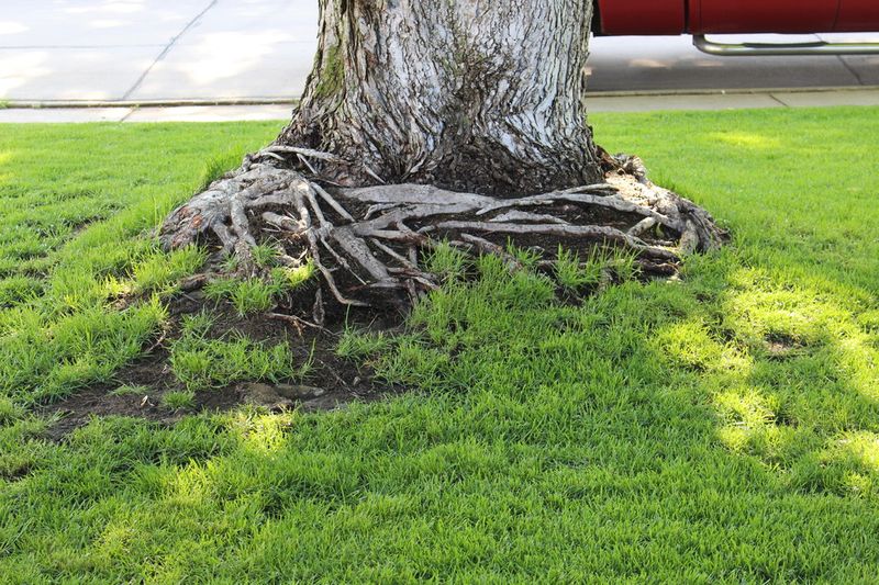 Leave Room For Those Surface Roots Leave Room For Those Surface Roots