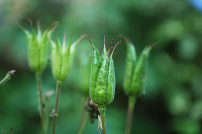 Leave Seed Heads For Natural Reseeding Leave Seed Heads For Natural Reseeding