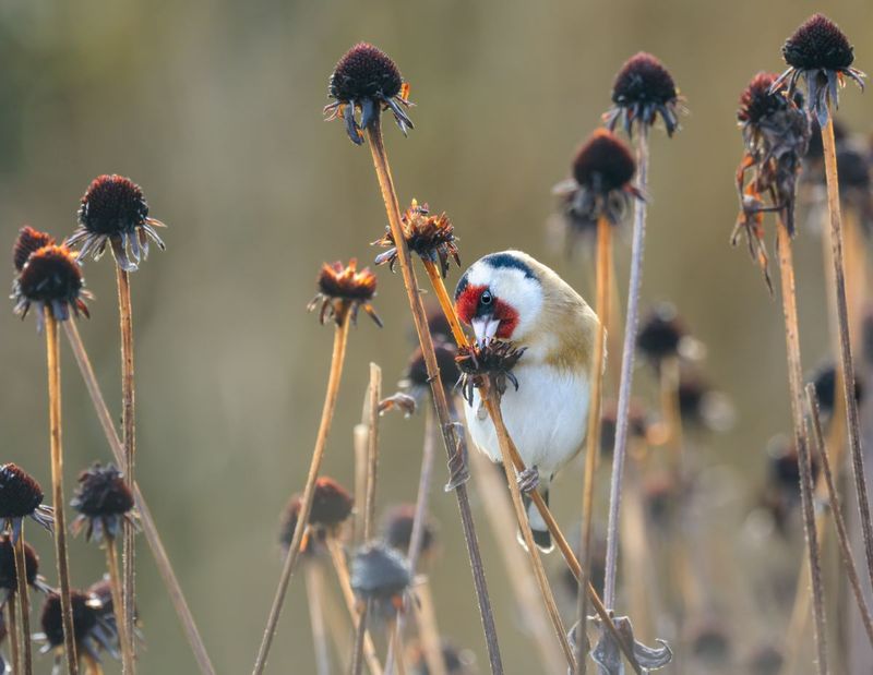 Leave Seed Heads If You Want Wildlife Benefits