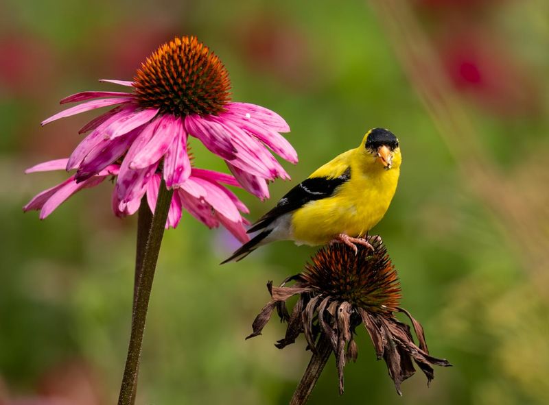 Leave Seed Heads to Feed Arizona Wildlife