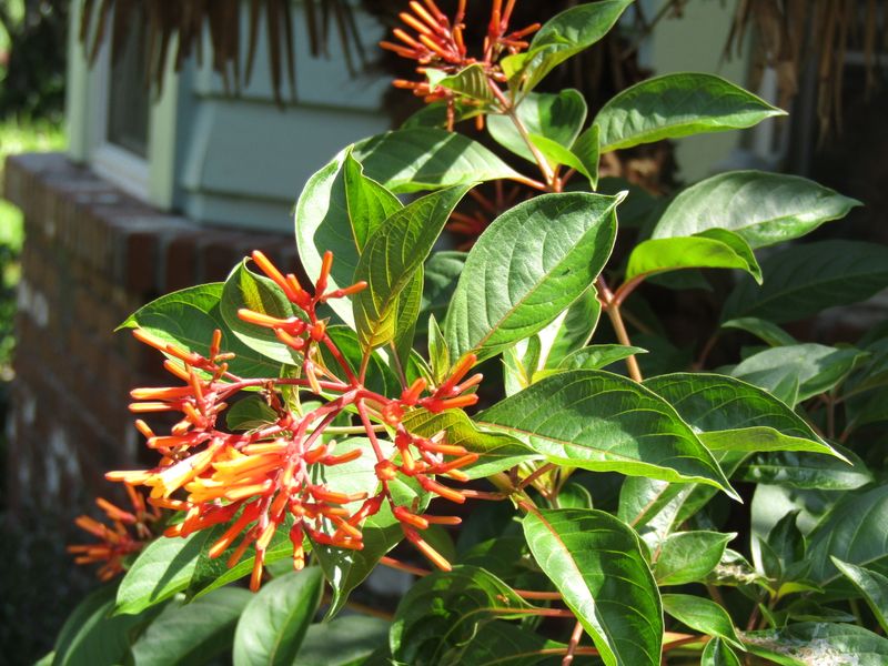 Leave September Firebush Flowers For The Hummingbirds Leave September Firebush Flowers For The Hummingbirds