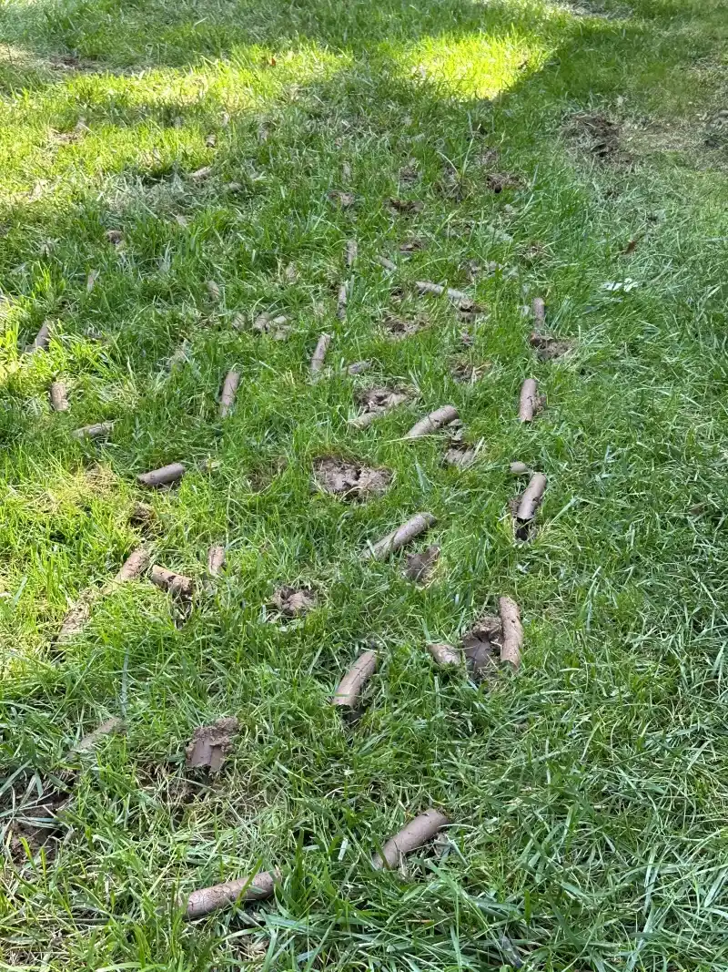 Leave Soil Plugs To Break Down Naturally Leave Soil Plugs To Break Down Naturally