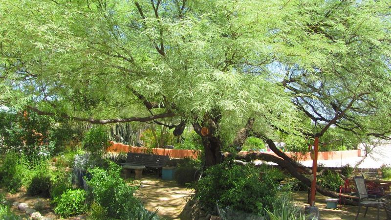 Leave Some Arizona Leaf Litter Where It Can Work Leave Some Arizona Leaf Litter Where It Can Work