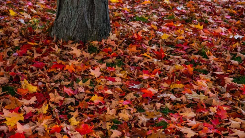Leave Some Fallen Leaves In Place Instead Of Clearing Every One
