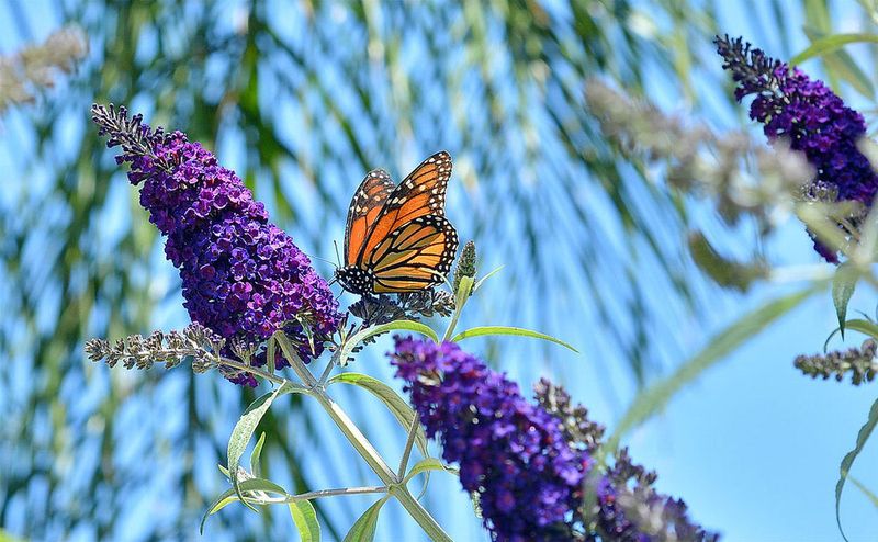Leave Some Flowers For Wildlife If Desired