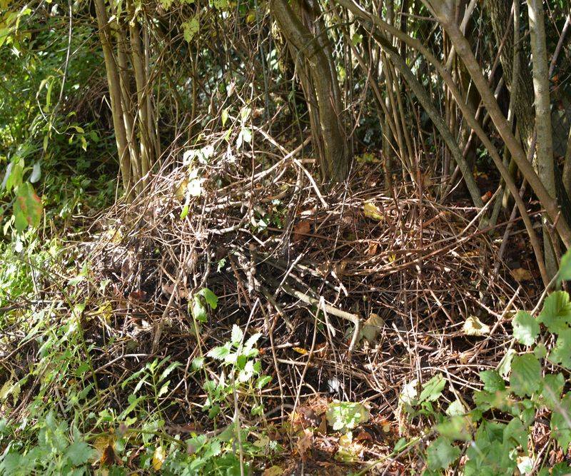 Leave Some Garden Debris For Winter Wildlife